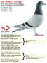 B21-3076655 “Guiseppe”