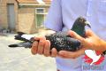 ''Jannes'' (fotografie: Yellow Pigeons)