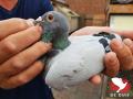 NL14-10-49775 "Theo"