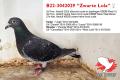 B22-3042029 “Zwarte Lola”