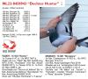NL22-8458943 “Dochter Hunter”