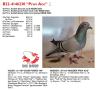 B22-4146230 “Prov Ace”