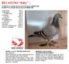 B23-4121762 “Sally”
