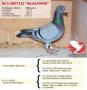 B13-2097322 Blauwke