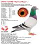 DV04117-24-990 “Olympic Magic”