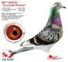 BE17-6083528 "Geschelpt Witteke"