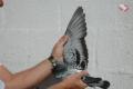 Vleugel “Gilbert Junior” B09/2119284