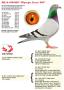 NL14-1094404 “Olympic Error 404”