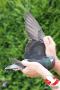NL15-1609547 "Joyce"