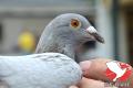 Kop B12-2110524 Mijn Goeike