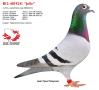 BE12-4019241 “Jelle”