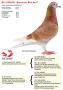 BE13-6202996 “Barcarcas Red Ace”