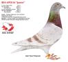 BE14-6193114 “Jamie”