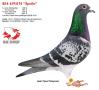 BE14-6193174 “Spolle”