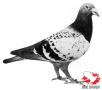 NL65-1384946. Dit is em dan - op de foto 18 jaar jong - de fameuze 46 van Piet Verbart, één van de meest legendarische vogels uit de duivensport der Lage Landen. De beroemdste zoon uit het koppel Vechter x Witpenneke van Jos Klak.  100% made in Arendonk dus en goed voor  15 x 1ste tegen gemiddeld zowat 3000 duiven.
