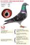 B14-3027025 "New Belgium Pride"