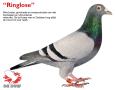 “Ringlose”