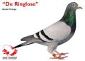 “Der Ringlose”