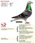 Pedigree van B14-2113329