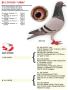 BE12-3170330 "Urbi"