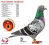 NL10-3025405 "Don Leo" (uitgebreide pedigree onder artikel)
