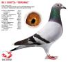 BE13-1508726 "Serena"