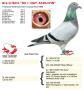 BE16-2178654 "De 1e Nat. Asduivin"