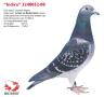 B00-3240052 Indira