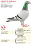 B13-3138072 ''Willemina''