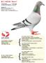 BE12-3142056 “Nomi”