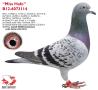 B12-6073114 MissHafo