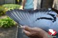 B23-6019057 “Blue Dream”