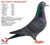 NL14-1060732 "Black Jack"