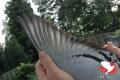 B20-2085411 “Argentonneke”