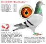 B23-3076709 “Blue Shadow”