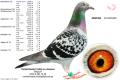 BE10-4101287 Madina