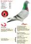 B15-4130035 “Cuckoo”