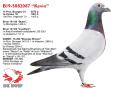 B19-5082087 “Kevin”