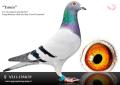NL11-1394159 Yania