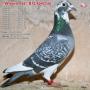 Witpen 136