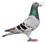 NL11-1741071 Eyecatcher