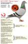 NL23-9315575 “Olympic Legacy”