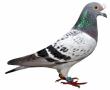 Cees B11/3048658.