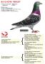 B15-2142798 "Rinus"