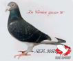 “De IJzeren 50” NL74-885750. De beroemdste zoon van het wondere kweekkoppel Lange Nek x Kweekmoedertje. Hij vloog voor de gebr. Vroomen 2e Prov. Argenton, 3e Prov. Chateauroux 1894 d., 1e Troyes 1292 d., 1e Sens 2138 d. en 1e Troyes 1091 d. Werd daarna een topkweker.