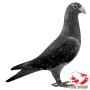 De Zwarte Stamvader NL94-1934166. Een belangrijke duif nog voor Lou Vroomen. Vader was een kleinzoon van de IJzeren en moeder een duivin van Thei Collard, Beek (Kusters x Janssen).